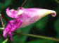 ツリフネソウの花咲く